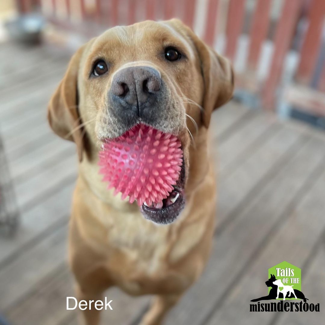 Derek , a Adoptable Labrador Retriever in Calgary, AB image 4/6