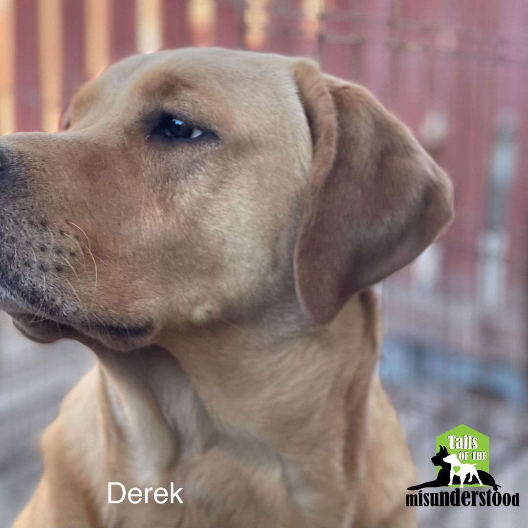 Derek , a Adoptable Labrador Retriever in Calgary, AB image 5/6
