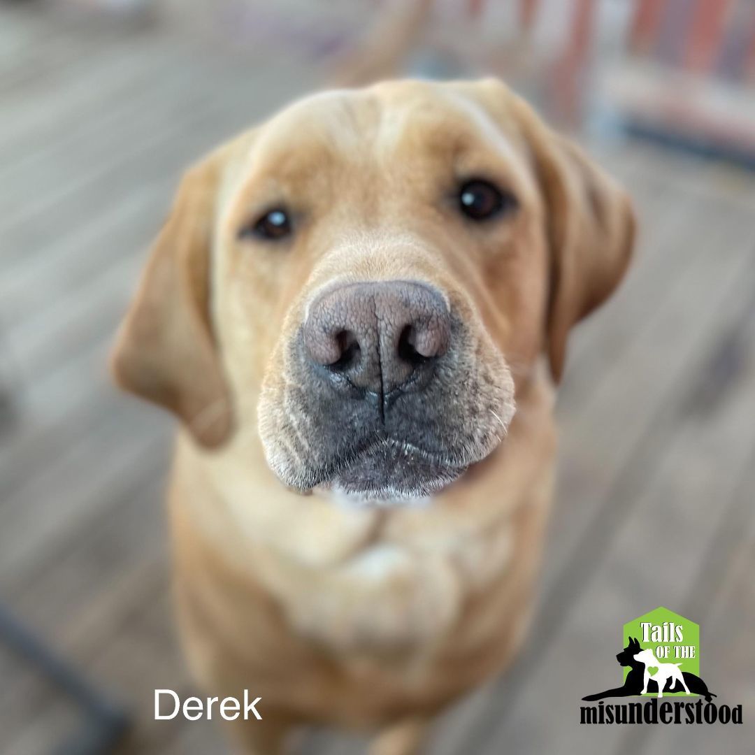 Derek , a Adoptable Labrador Retriever in Calgary, AB image 6/6