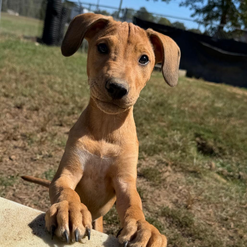 Enlarge Pandora in NH. Come Meet our Adoptable Dogs Wednesday-Saturday. More info in Bio, a Adoptable mixed breed in Manchester, NH image 3/3