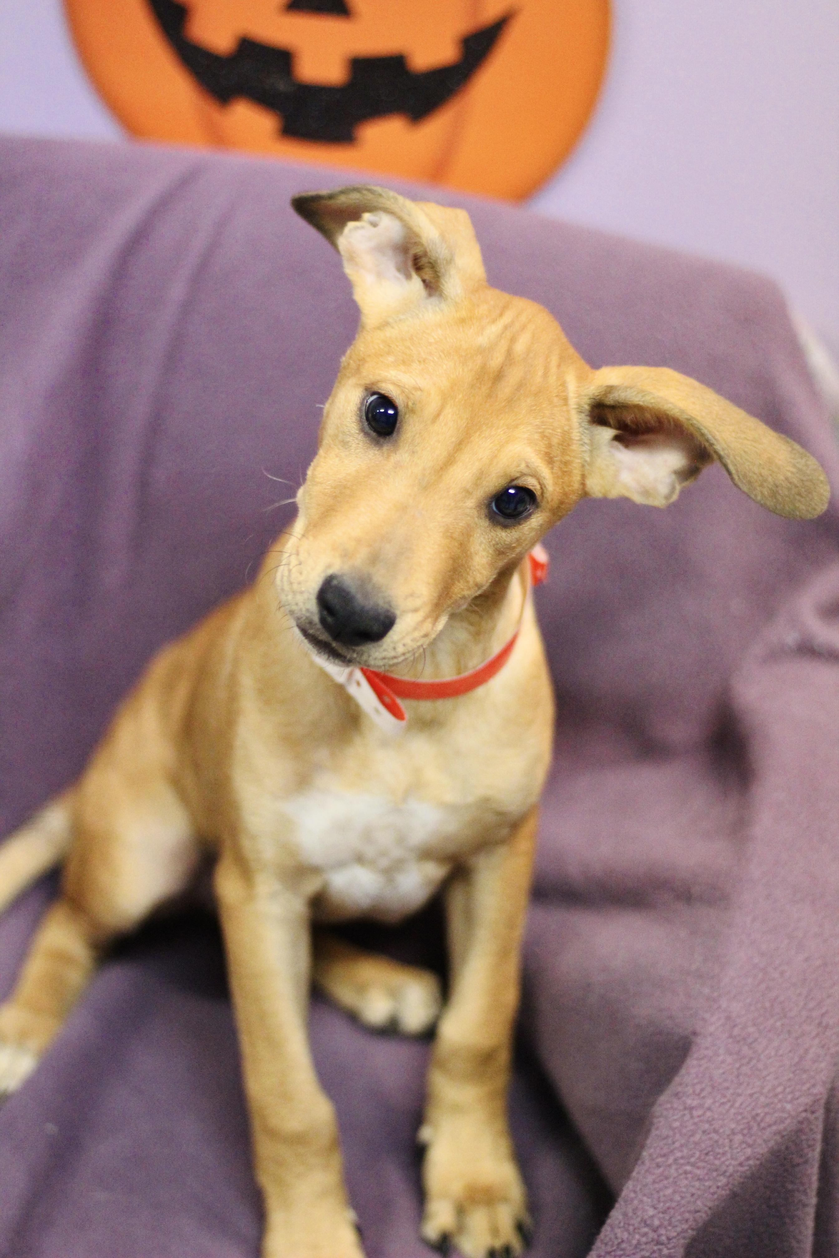 Enlarge Pandora in NH. Come Meet our Adoptable Dogs Wednesday-Saturday. More info in Bio, a Adoptable mixed breed in Manchester, NH image 1/3