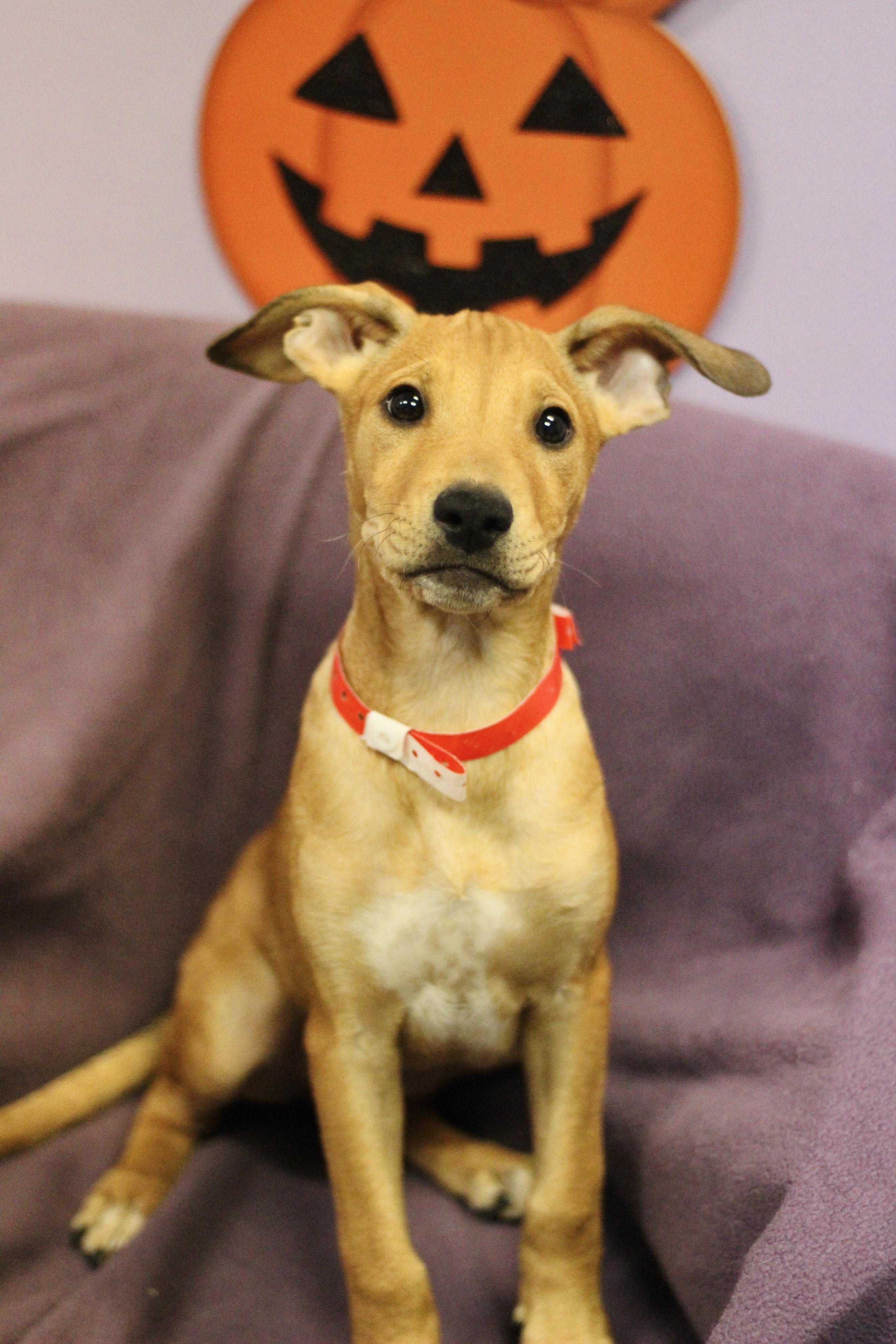 Enlarge Pandora in NH. Come Meet our Adoptable Dogs Wednesday-Saturday. More info in Bio, a Adoptable mixed breed in Manchester, NH image 2/3