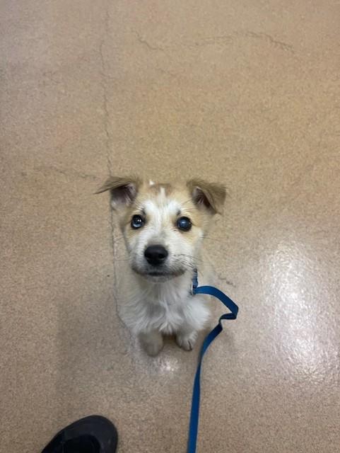 Enlarge WALTER, a Adoptable mixed breed in Hayward, CA image 1/1