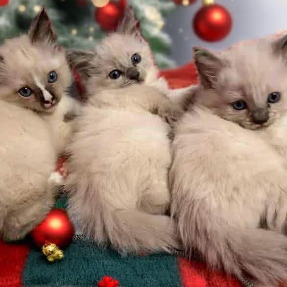 Twix, Adoptable, Kitten Male Ragdoll.