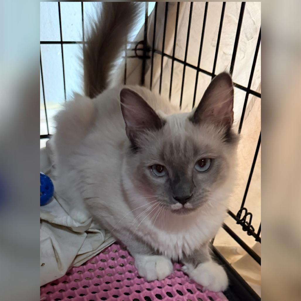 Enlarge Twix, a Adoptable Ragdoll in Simi Valley, CA image 2/2