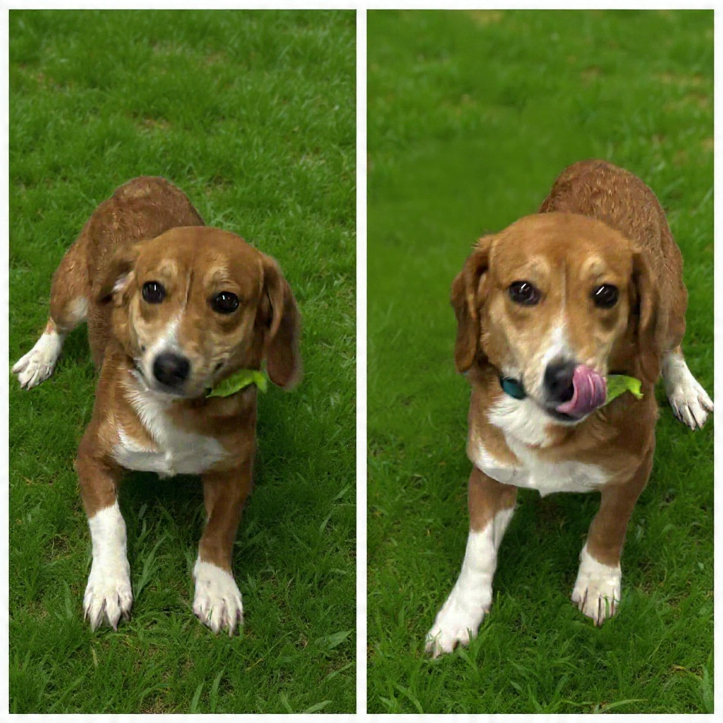 Enlarge Suzanne, a ADOPTABLE mixed breed in Westwood, NJ image 2/3