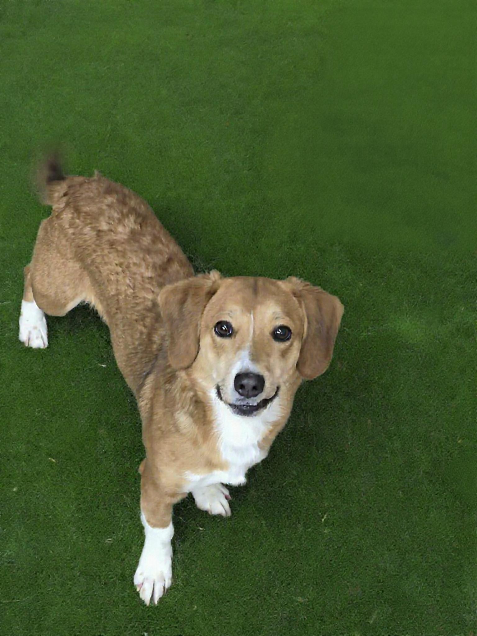 Suzanne, ADOPTABLE, Young Female Jack Russell Terrier & Beagle.