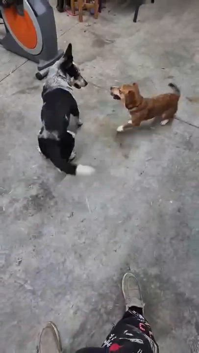 Enlarge Suzanne, a ADOPTABLE mixed breed in Westwood, NJ video 3/3