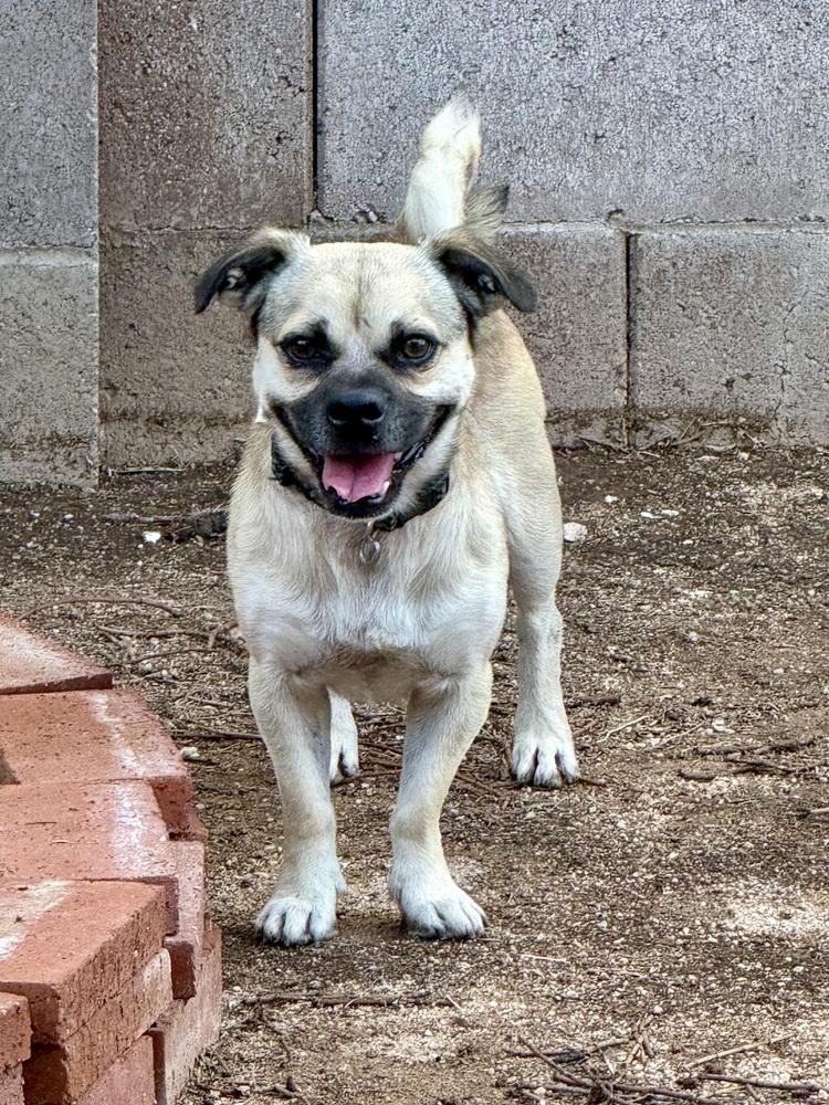 Beans, Adoptable, Adult Male Pug.