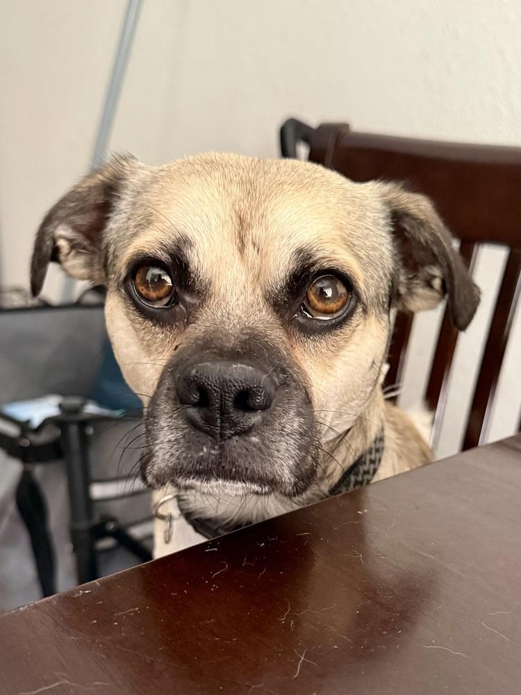 Enlarge Beans, a Adoptable mixed breed in TUCSON, AZ image 2/4