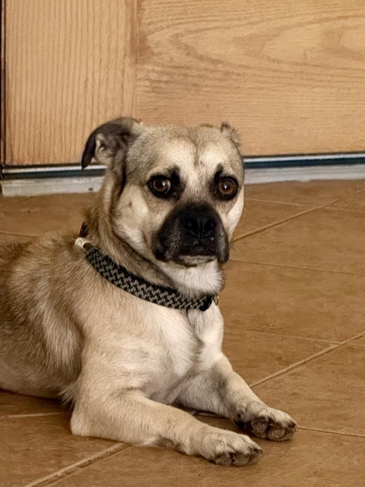 Enlarge Beans, a Adoptable mixed breed in TUCSON, AZ image 3/4