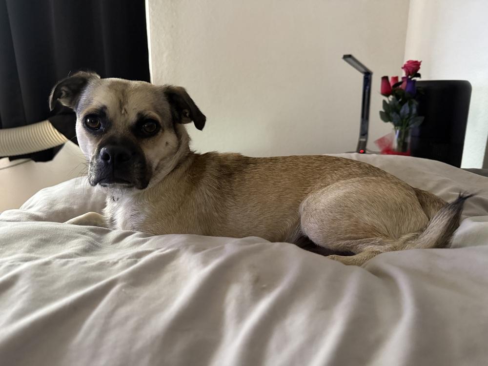 Enlarge Beans, a Adoptable mixed breed in TUCSON, AZ image 4/4