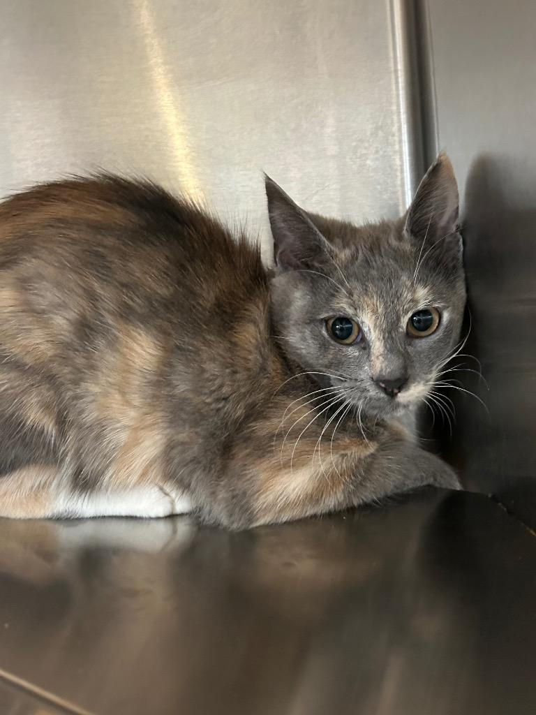 Enlarge Nancy, a Adopted mixed breed in Mineral, VA image 1/1