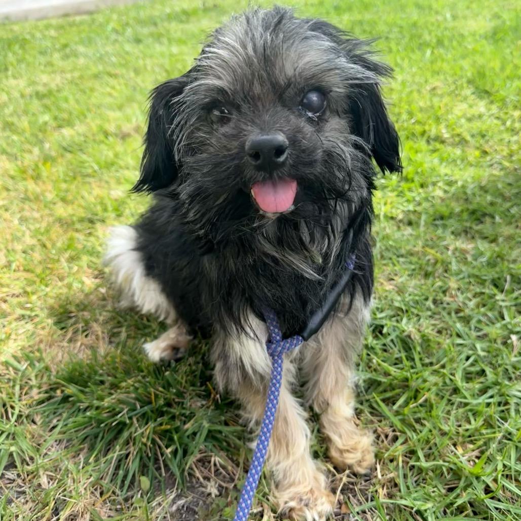 Orville, Adoptable, Adult Male Yorkshire Terrier.