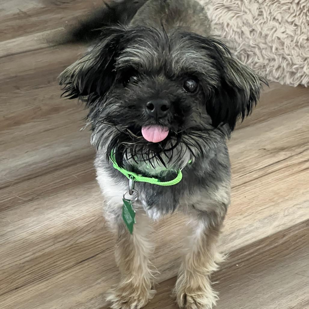 Enlarge Orville, a Adoptable Yorkshire Terrier in San Diego, CA image 2/2