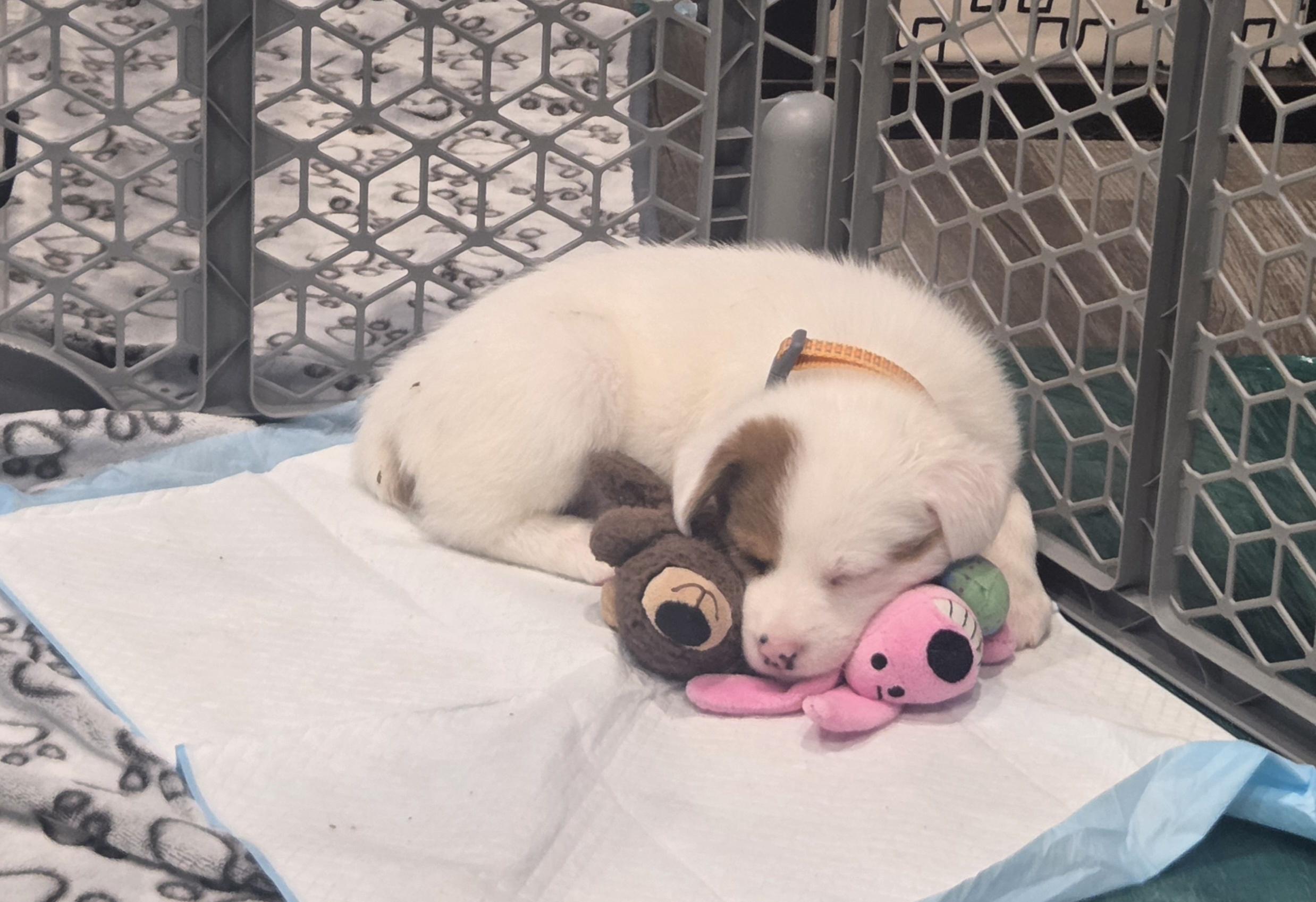 Enlarge Swiss, a ADOPTABLE mixed breed in Lemont, IL image 4/6