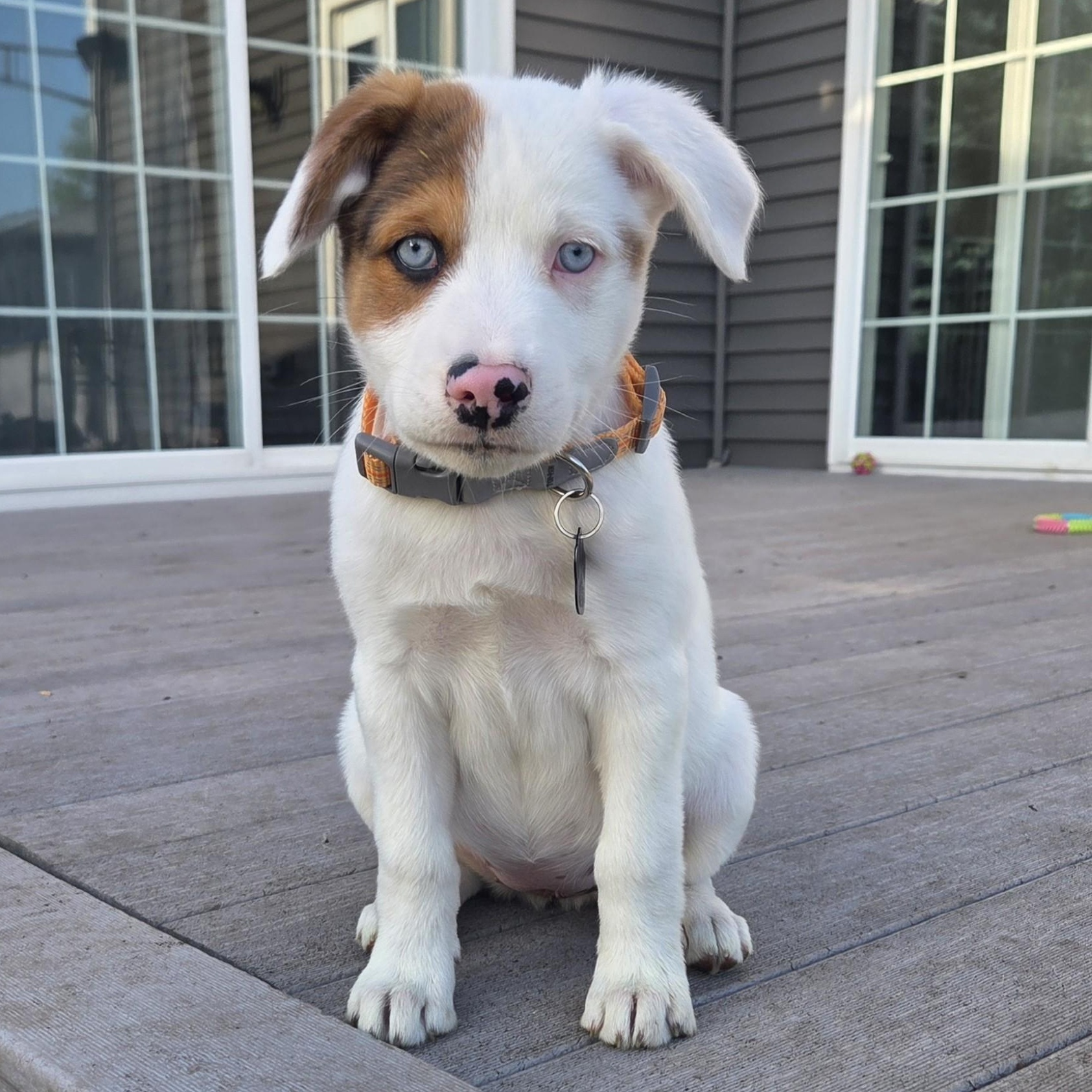 Enlarge Swiss, a ADOPTABLE mixed breed in Lemont, IL image 1/6
