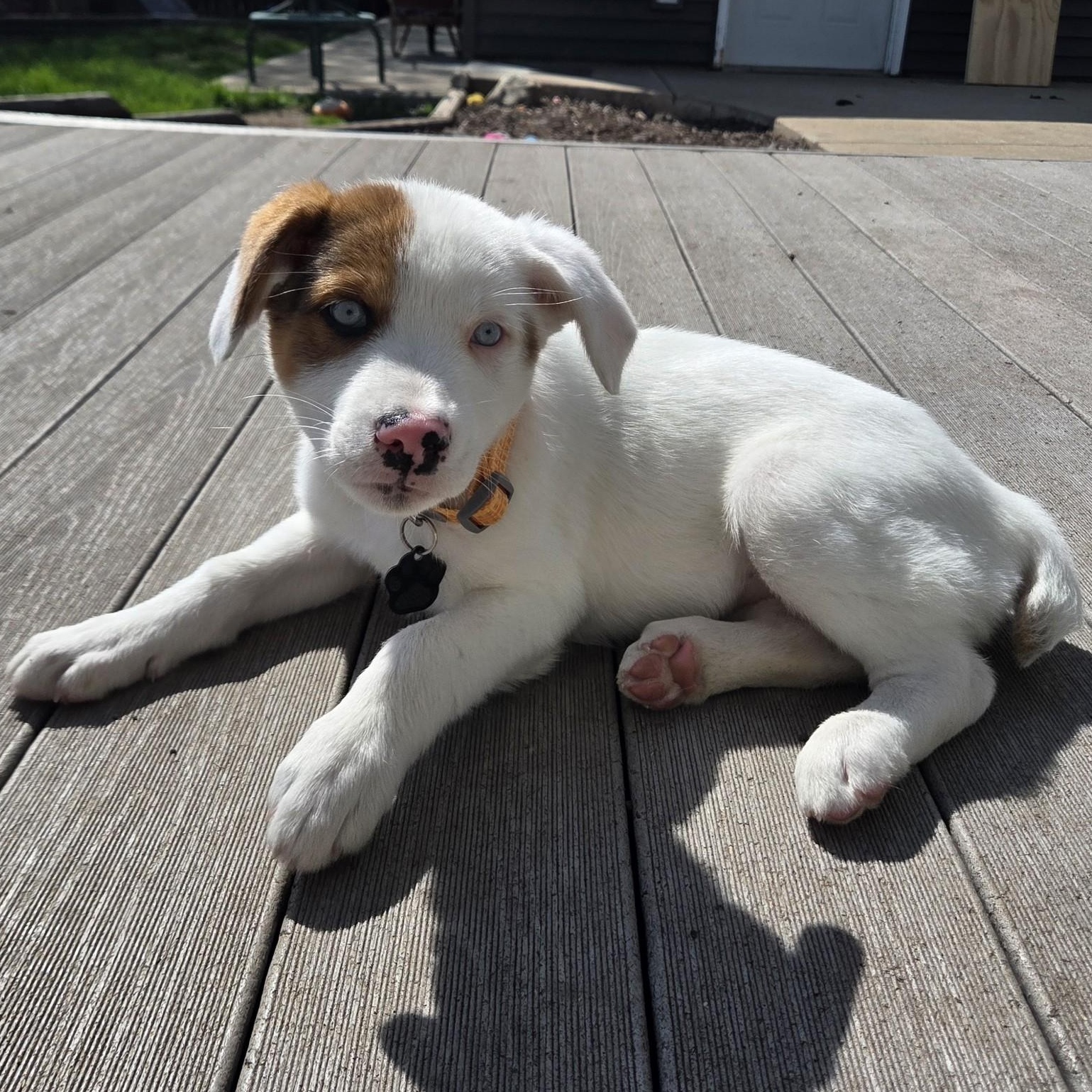 Enlarge Swiss, a ADOPTABLE mixed breed in Lemont, IL image 2/6
