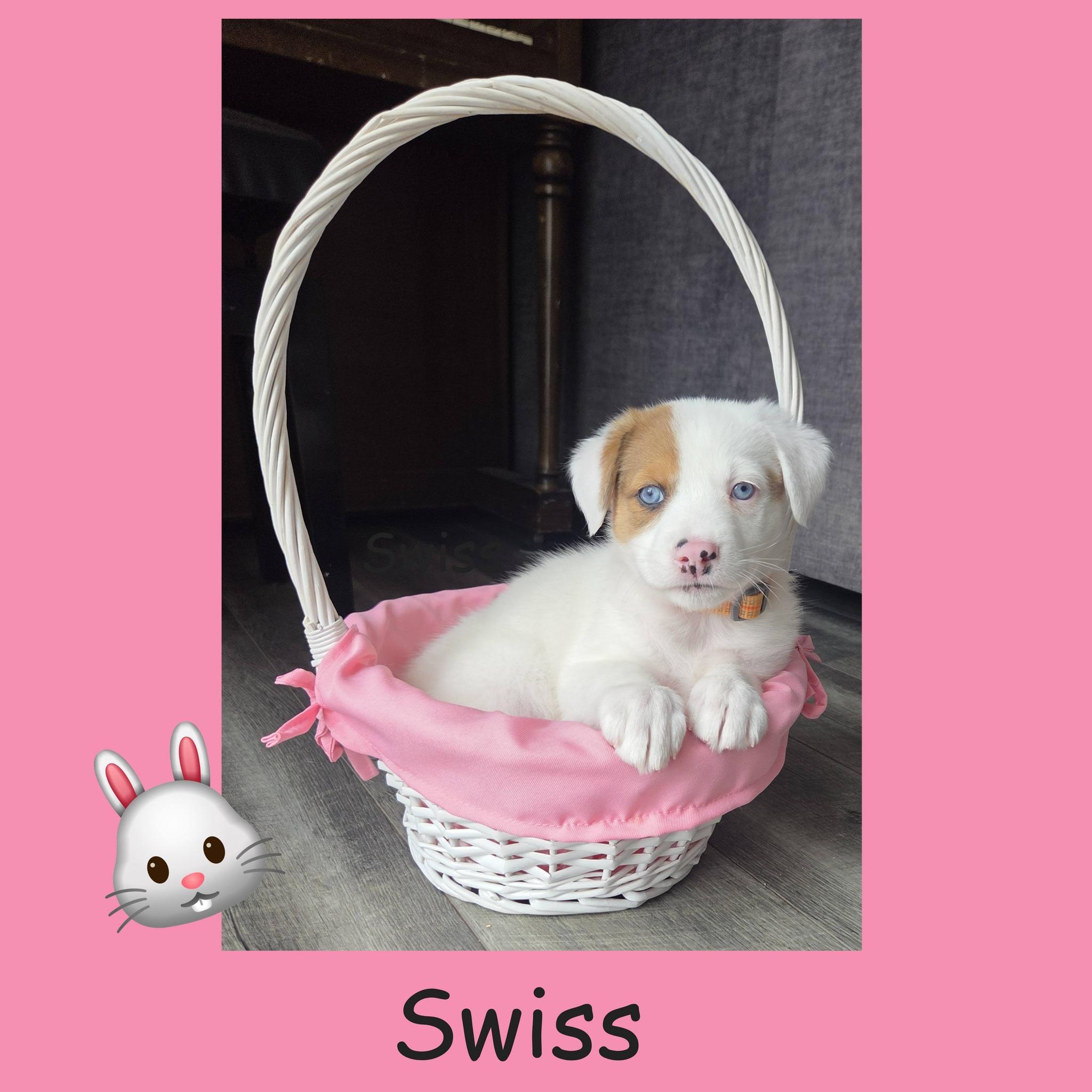 Enlarge Swiss, a ADOPTABLE mixed breed in Lemont, IL image 3/6