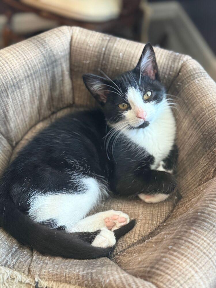 Pugsley, Adoptable, Young Male Domestic Short Hair.