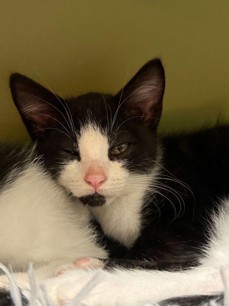 Pugsley, a Adoptable Domestic Short Hair in McPherson, KS image 2/3