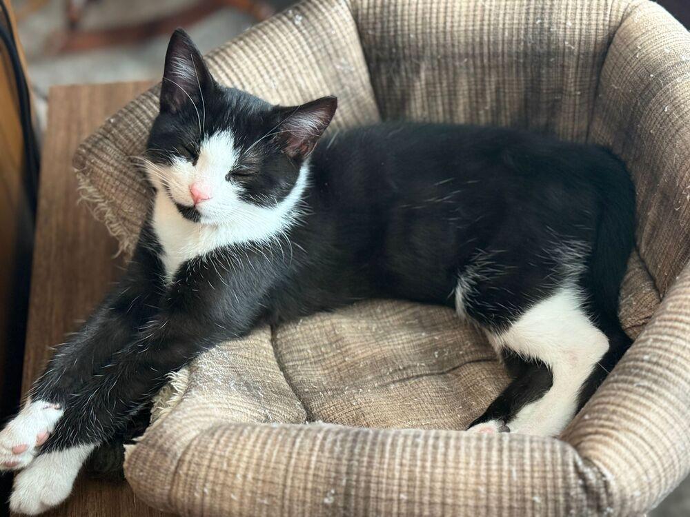 Pugsley, a Adoptable Domestic Short Hair in McPherson, KS image 3/3