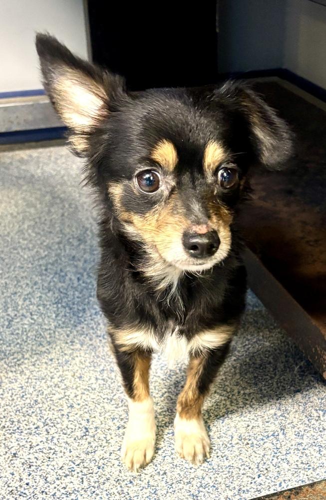 Bug, Adoptable, Adult Male Chihuahua.