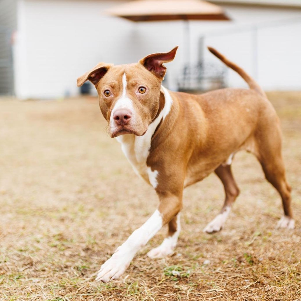Neptune, a Adoptable mixed breed in Valdosta, GA image 1/3