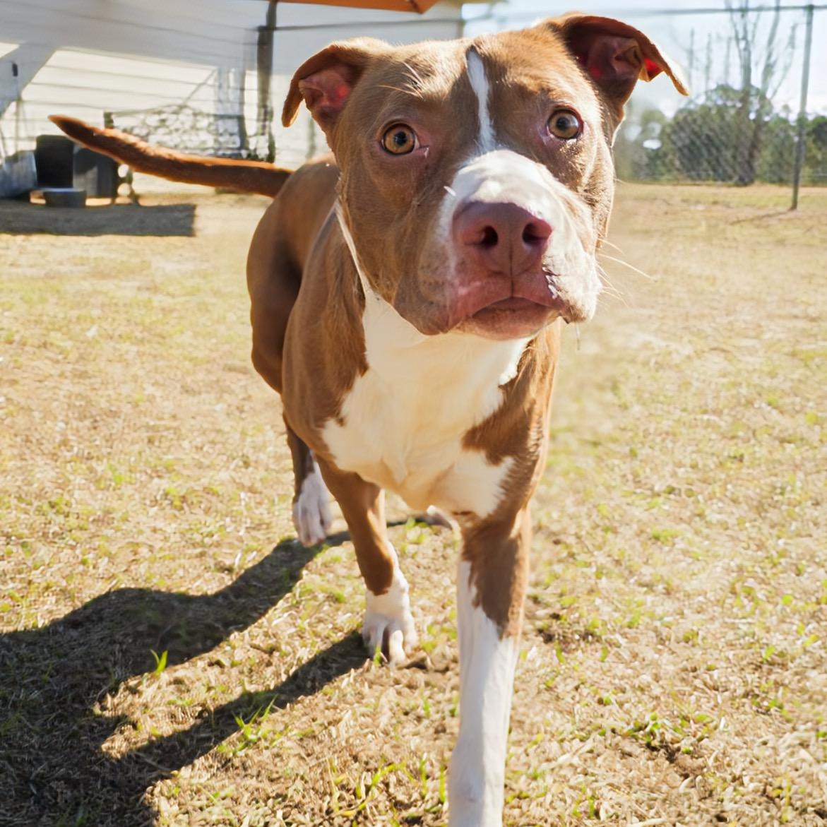 Neptune, an adoptable mixed breed in Valdosta, GA image 3/5