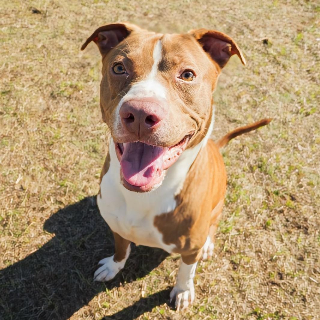 Neptune, adoptable, Young Male Pit Bull Terrier.
