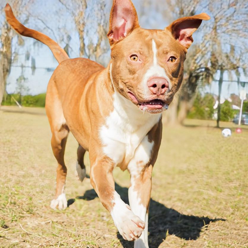 Neptune, an adoptable mixed breed in Valdosta, GA image 4/5