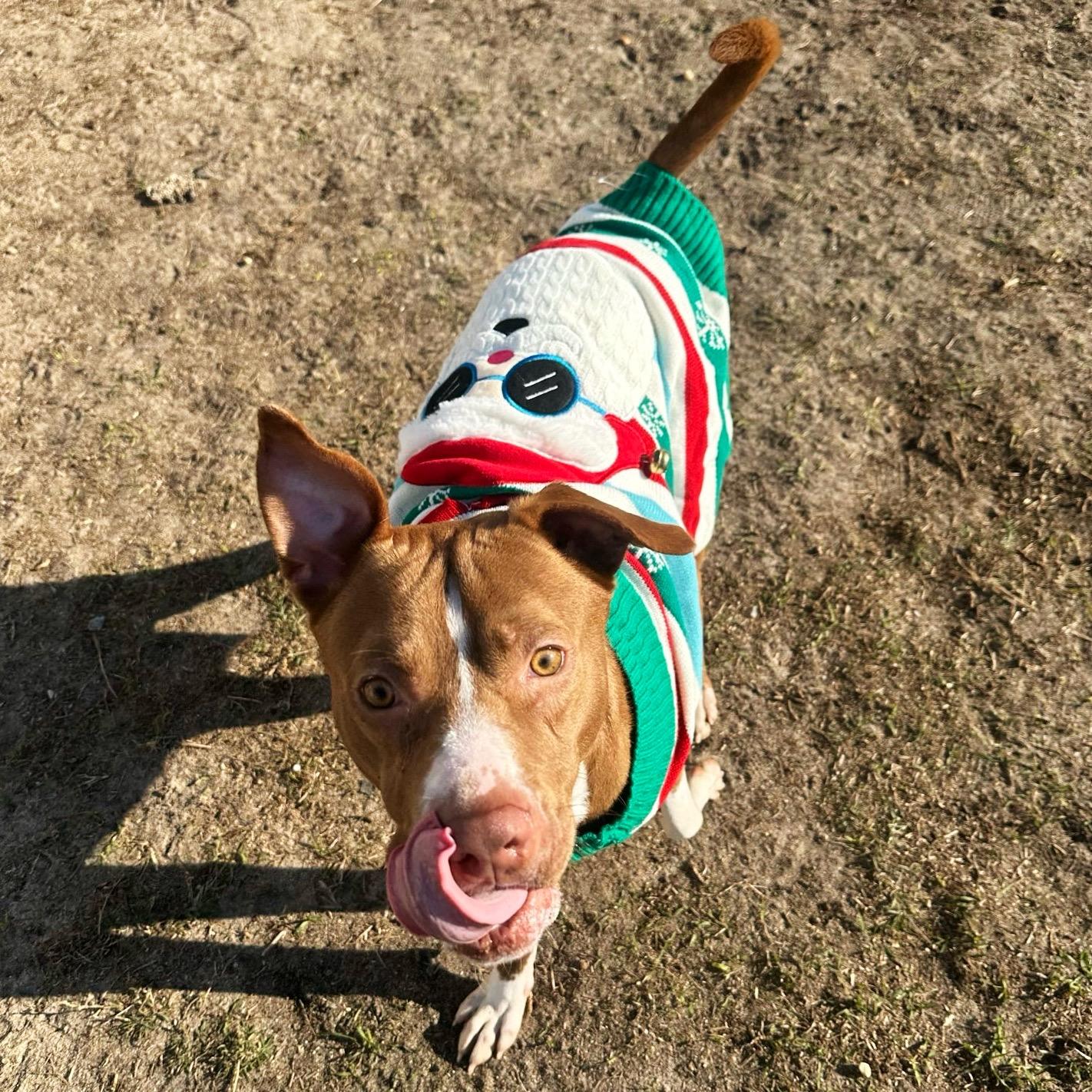 Enlarge Neptune, a Adoptable mixed breed in Valdosta, GA image 5/5