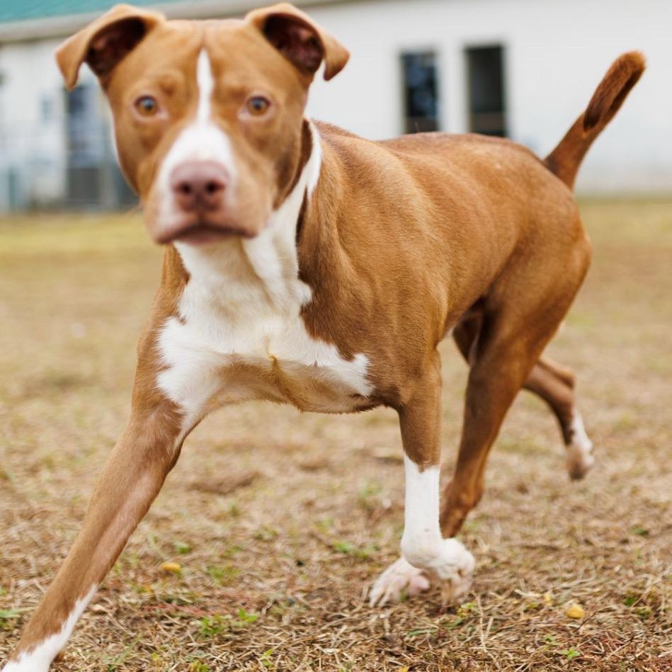 Neptune, a Adoptable mixed breed in Valdosta, GA image 2/3