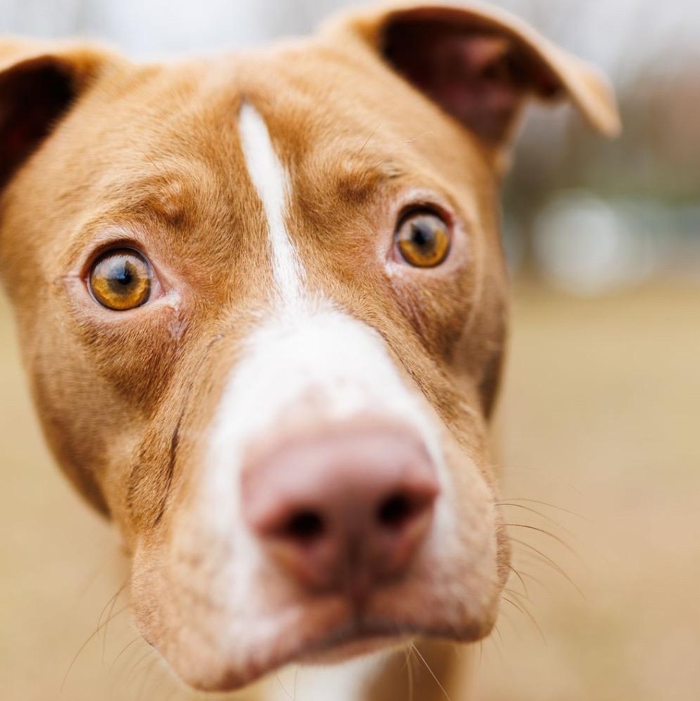 Neptune, a Adoptable mixed breed in Valdosta, GA image 3/3