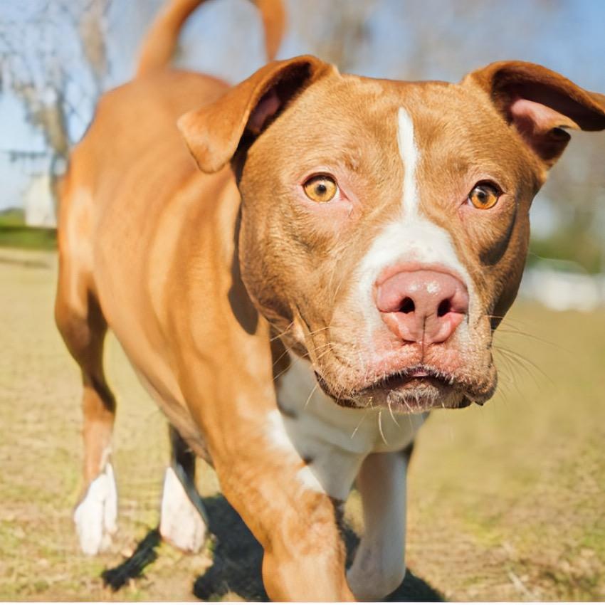 Neptune, an adoptable mixed breed in Valdosta, GA image 5/5