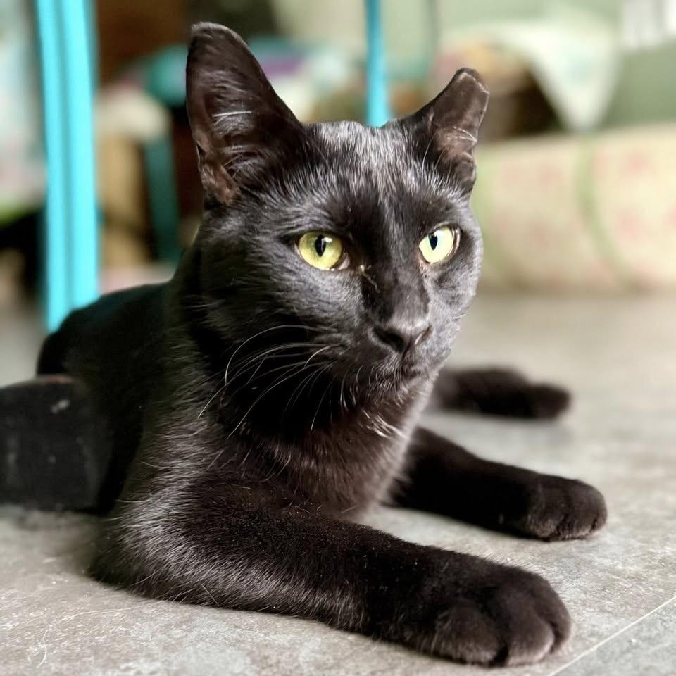 Miso