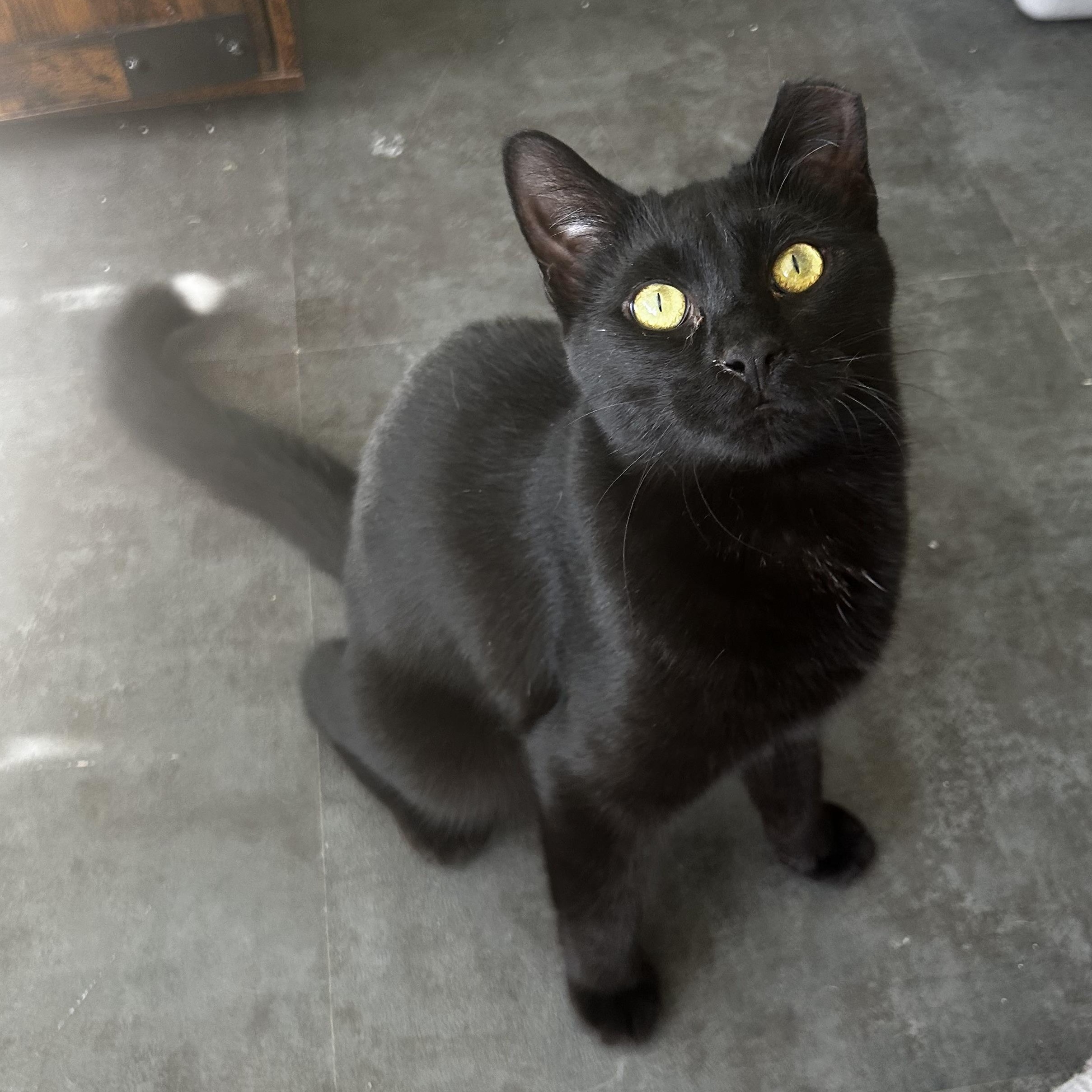 Miso 2