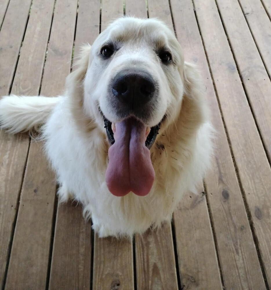 Yeti, Adoptable, Adult Male Great Pyrenees & Mixed Breed.
