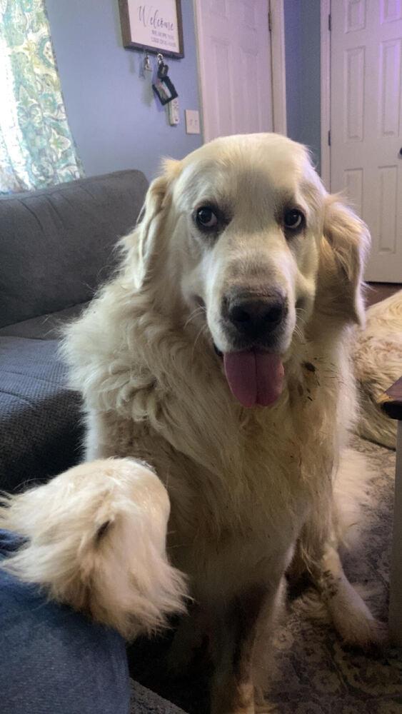 Enlarge Yeti, a Adoptable mixed breed in Chattanooga, TN image 2/3