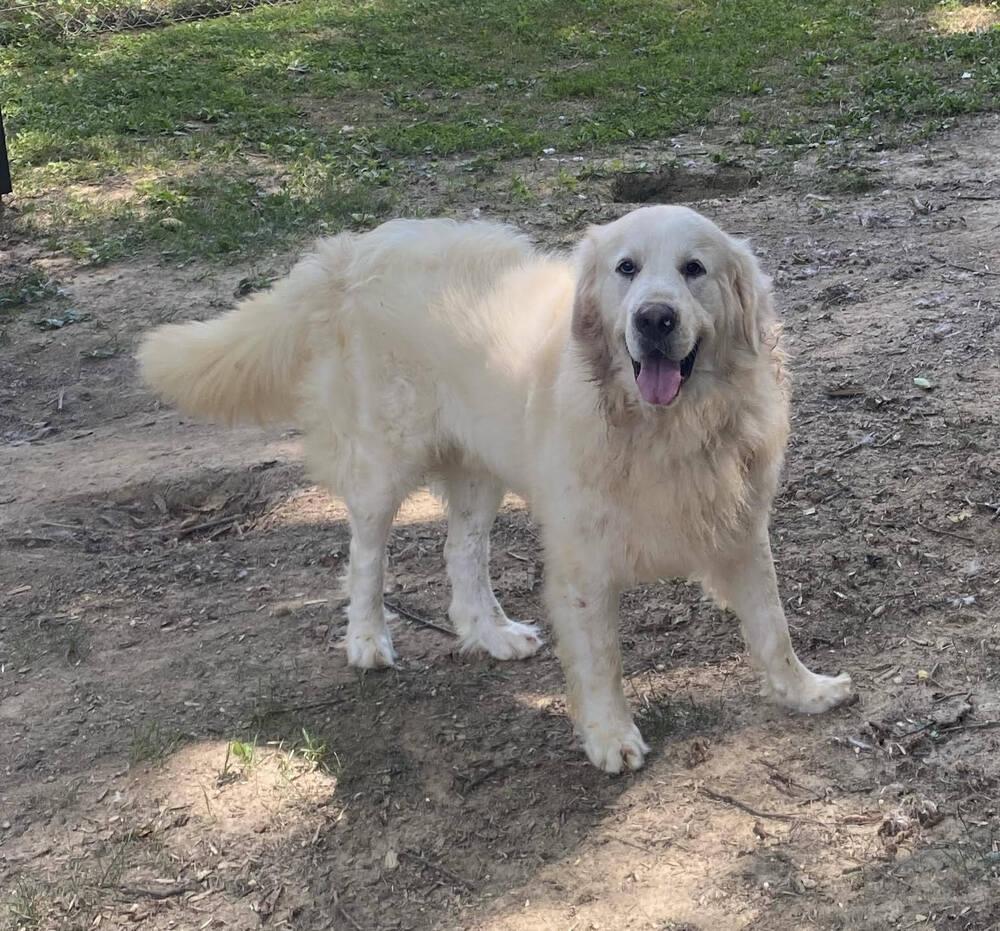 Enlarge Yeti, a Adoptable mixed breed in Chattanooga, TN image 3/3