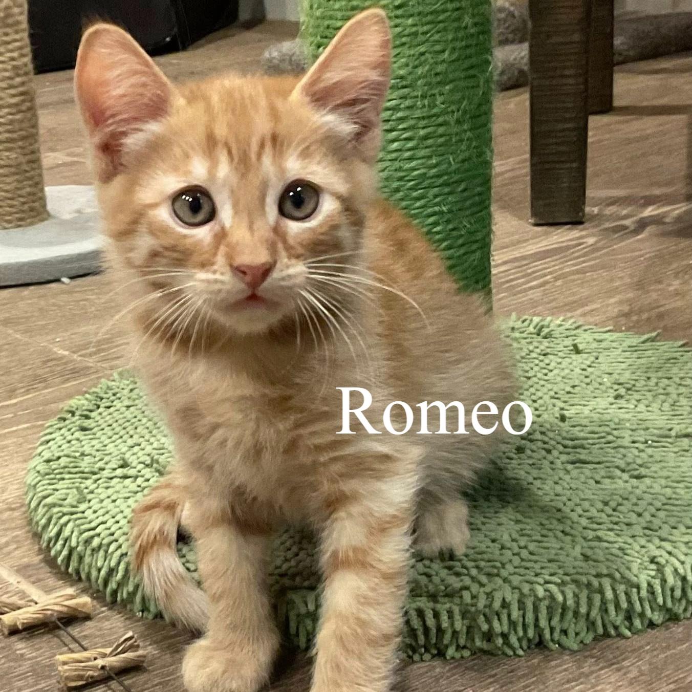 Enlarge Romeo, an adopted Domestic Short Hair in Queen Creek, AZ image 4/4