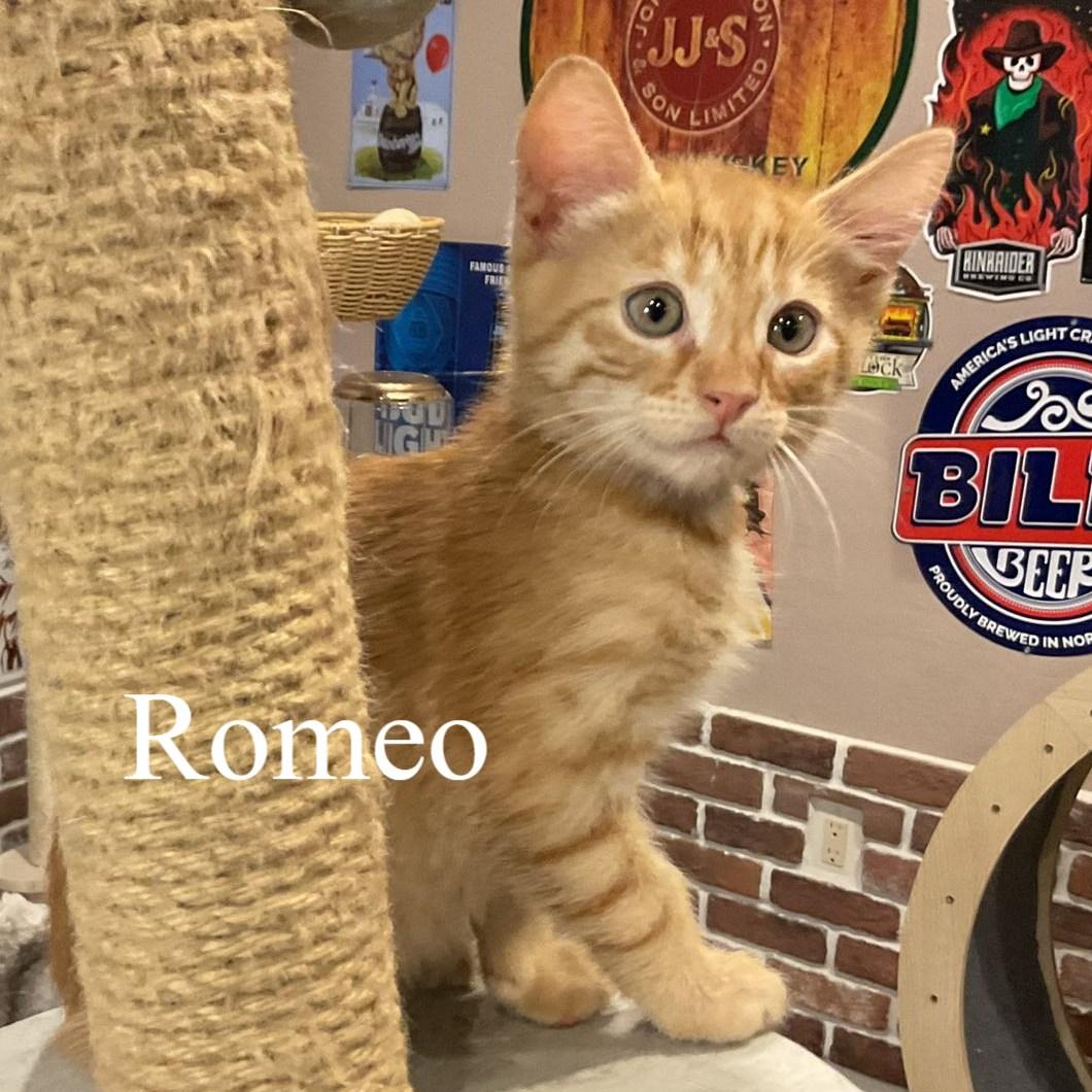 Romeo, adopted, Kitten Male Domestic Short Hair.