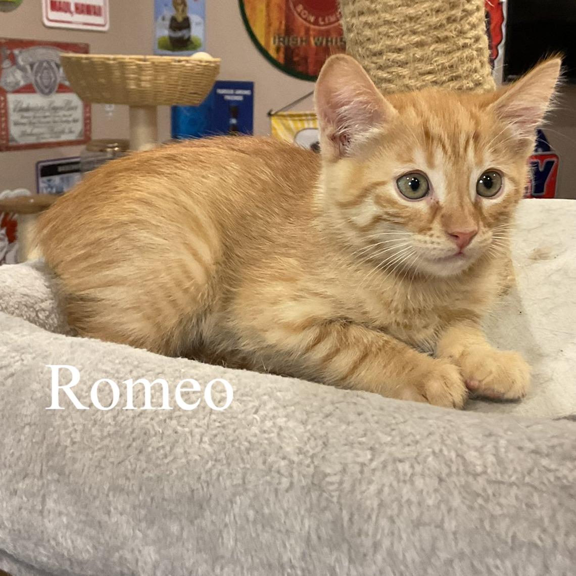 Enlarge Romeo, an adopted Domestic Short Hair in Queen Creek, AZ image 3/4