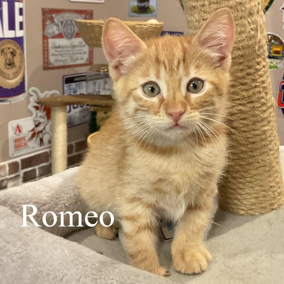 Enlarge Romeo, an adopted Domestic Short Hair in Queen Creek, AZ image 2/4