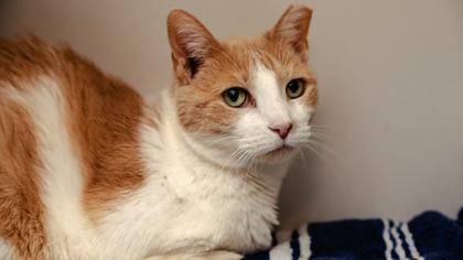 Dora — thumbnail 2