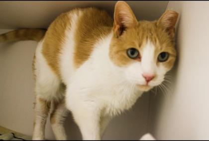 Dora — thumbnail 3