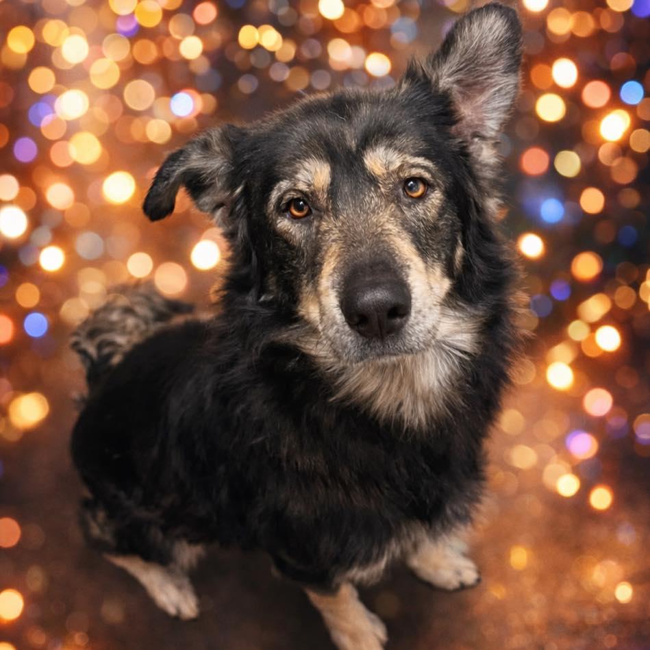 Enlarge Balto, a ADOPTABLE mixed breed in Centerton, AR image 1/2