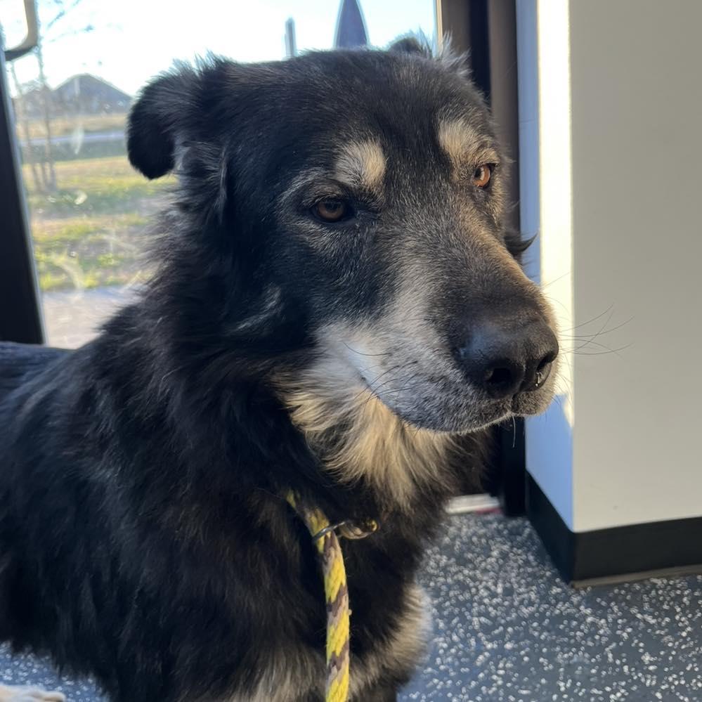 Enlarge Balto, a ADOPTABLE mixed breed in Centerton, AR image 2/2