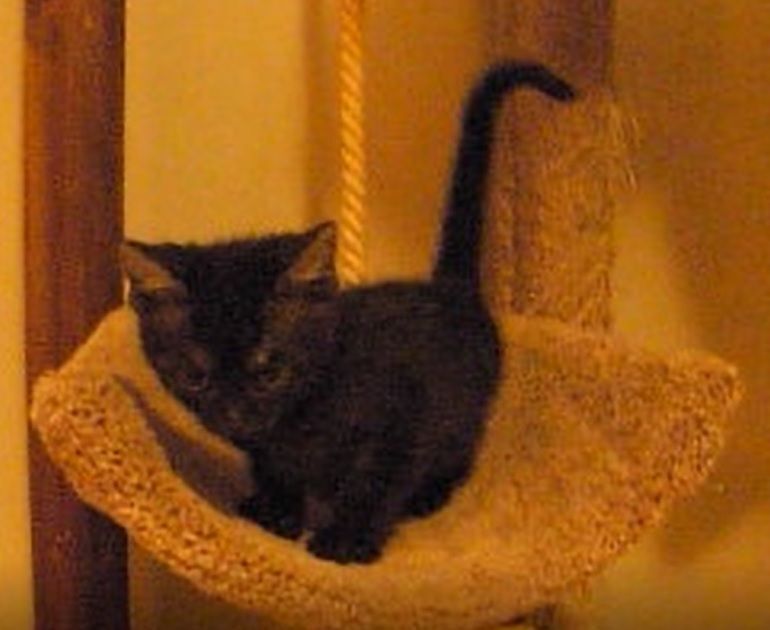 Enlarge Alin , a Adopted Domestic Short Hair in Pickering, ON image 1/1