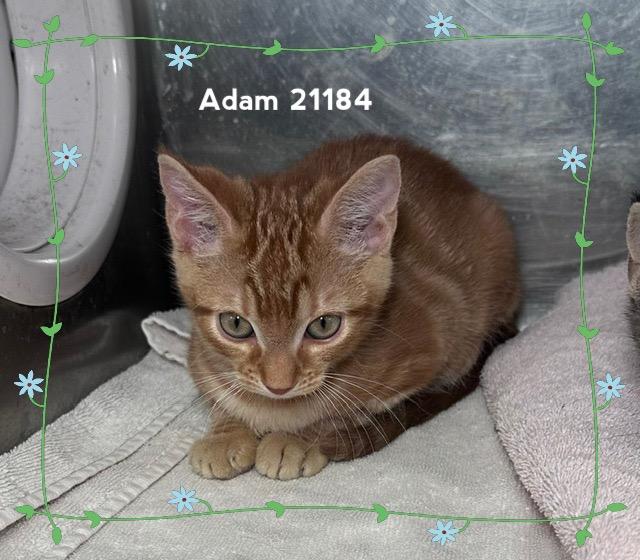 Enlarge ADAM (see also ALICE & AVA), a Adopted Domestic Short Hair in Marietta, GA image 2/4